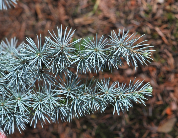 Libanonzeder Glauca Pendula