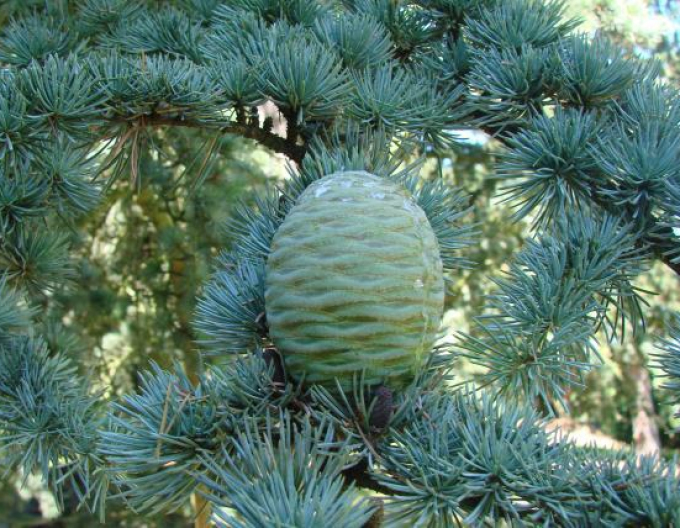 Libanonzeder Glauca Pendula