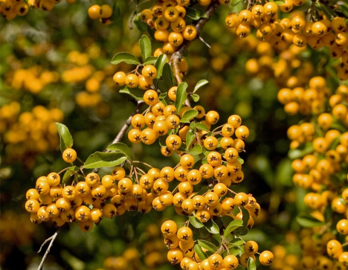 Scharlachroter Weißdorn Soleil ď Or (Pyracantha coccinea Soleil ď Or)