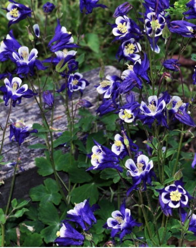 Akelei  Blue White