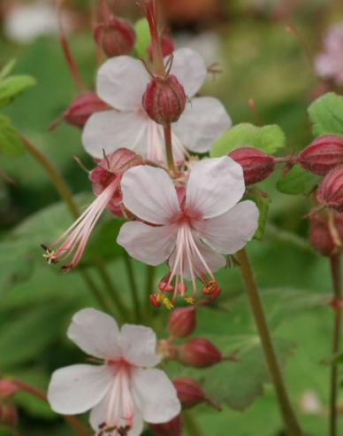 Spessart-Wolfsmilch Spessart