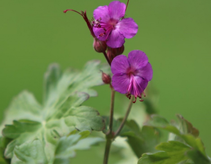 Balkan-Storchschnabel Bevan´s Variety