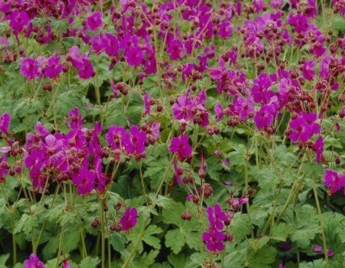 Balkan-Storchschnabel Bevan´s Variety