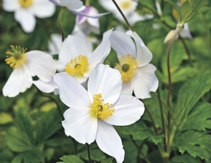 Großes Windröschen (Anemone sylvestris) ´Snow White´