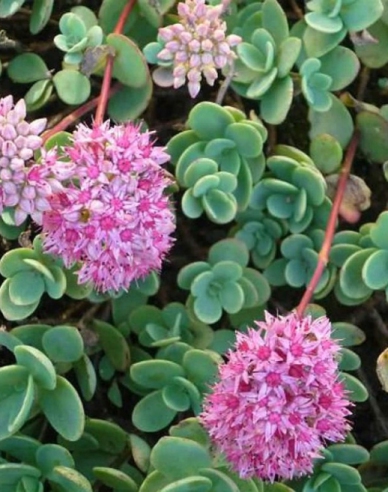 Fetthenne Bright Pink