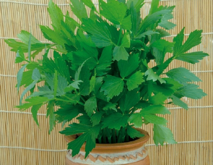 Liguria officinalis "Magi"