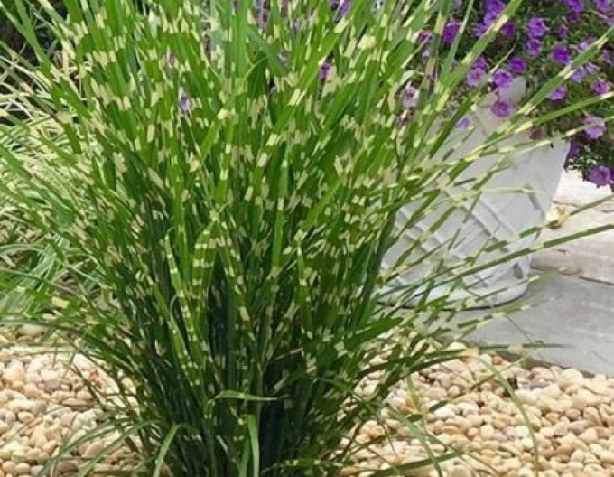 Chinaschilf Strictus Dwarf