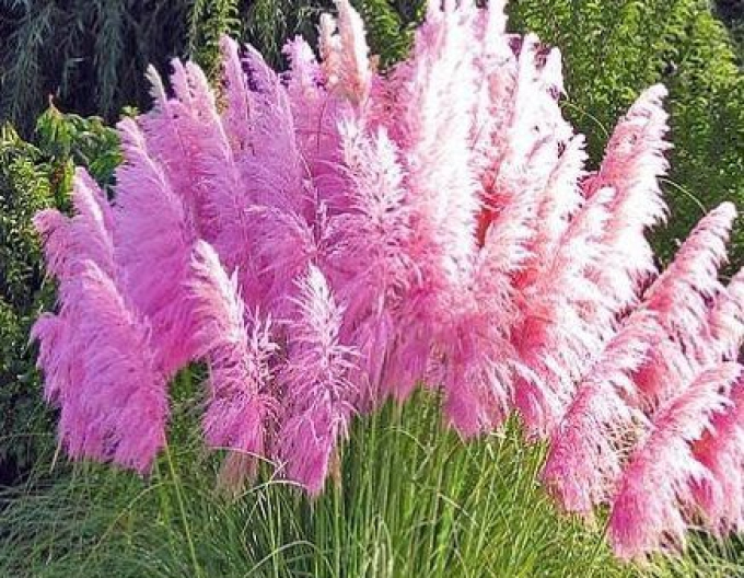 Pampasgras Rose Plume