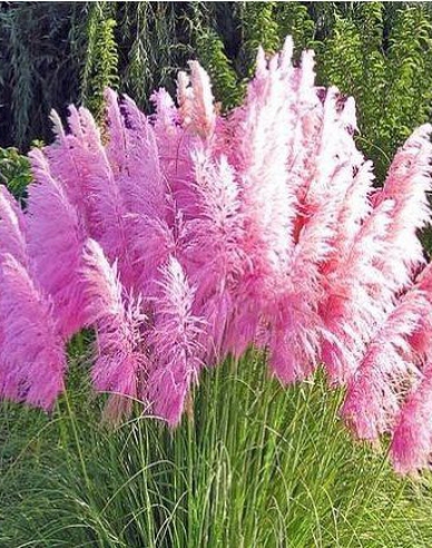Pampasgras Rose Plume