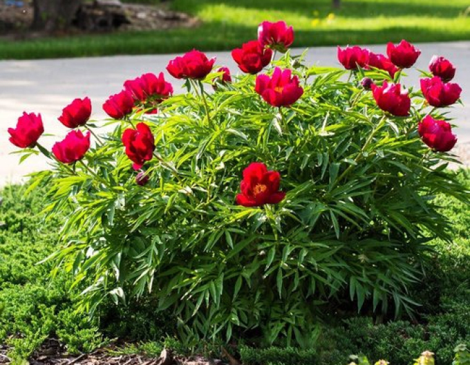 Frühes Pfadfinderbier