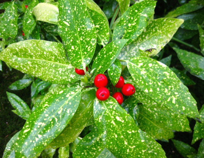 Aukuba japonica "Variegata"