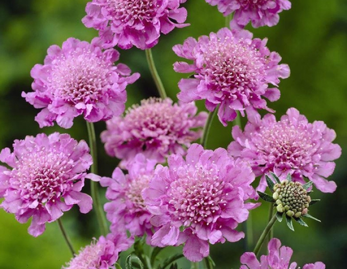 Rosa Nebel