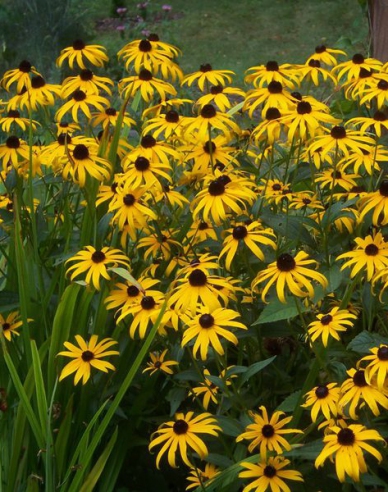 Rudbeckia Goldsturm