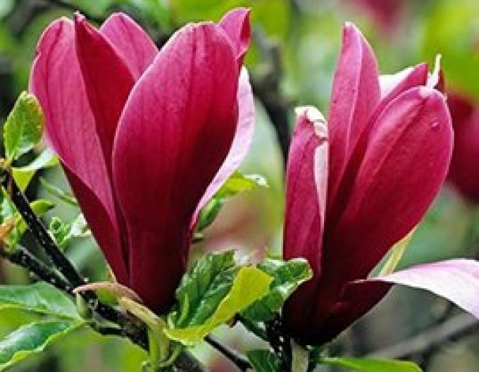 Magnolie Lilienblume Nigra