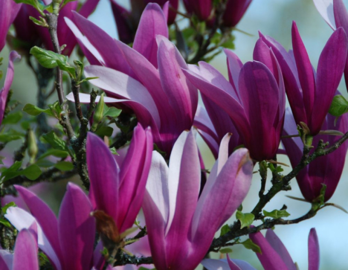 Magnolie Lilienblume Nigra