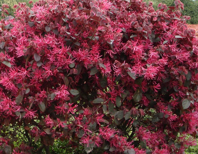 Loropetalum chinensis Black Pearl