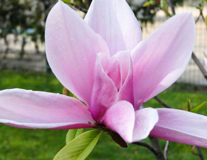 Magnolie Krieg der Sterne