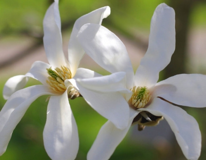 Magnolie Stellata STROMČEKOVÁ