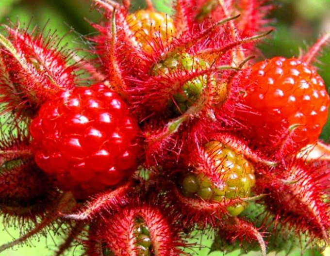 Brombeere Japanisch