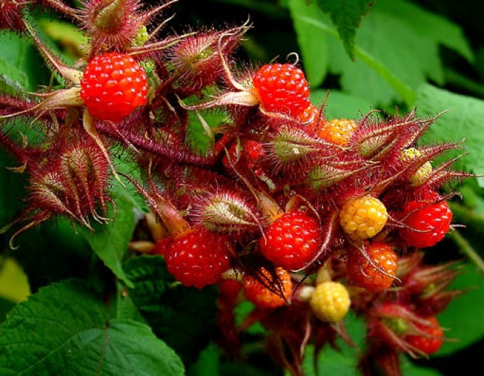 Brombeere Japanisch