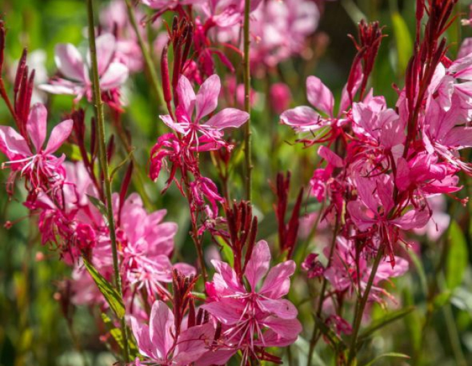 Gaura Gaudi Rot