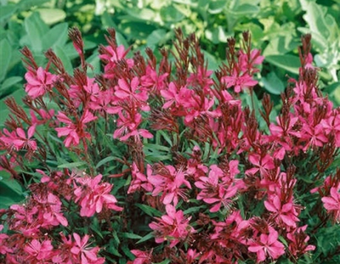 Gaura Gaudi Rot