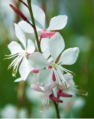 Gaura ´Whirling Butterflies