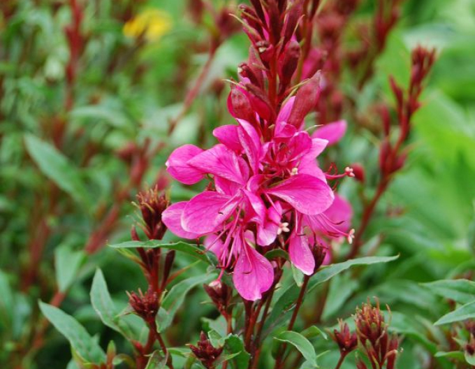 Gaura Gaudi Rot