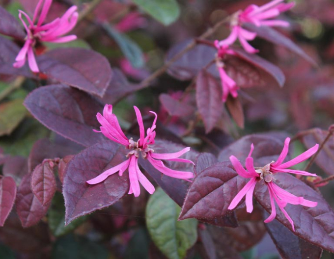 Loropetalum chinensis Black Pearl