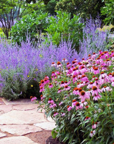 Perovskia Russian Sage