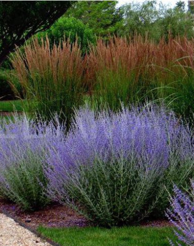 Perovskia Russian Sage