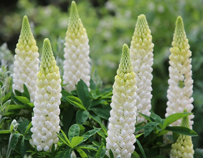 Lupine White Shades