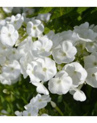 Flox Sweet Summer Schnee