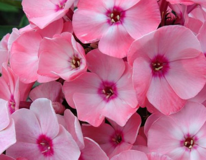 Flox Sweet Summer Königin