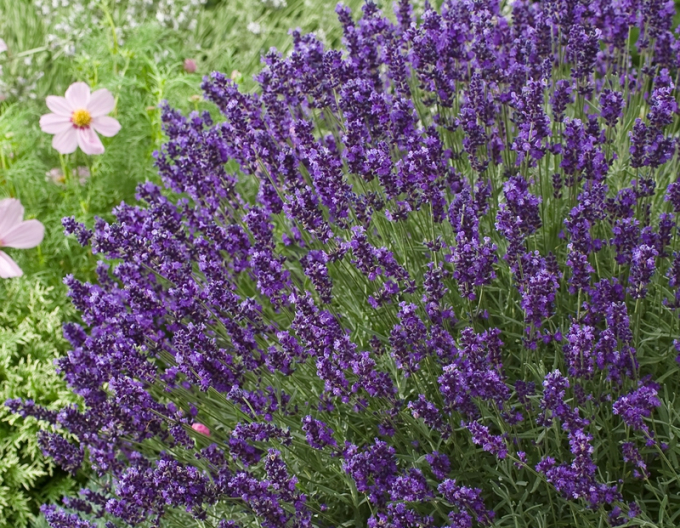 Lavendel Hidcote