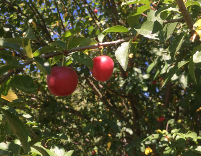 Mirabella