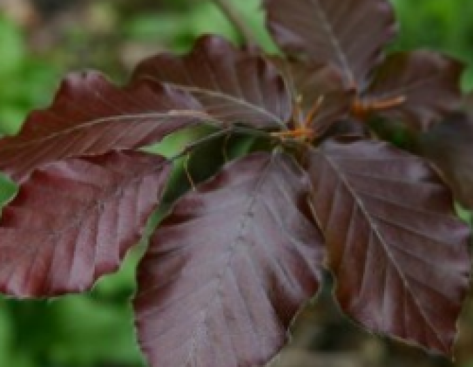 Buche Dawyck Purple