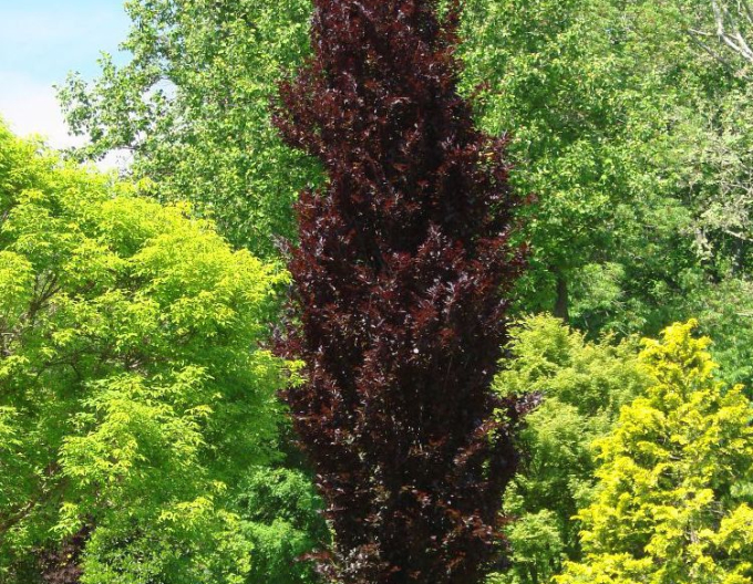 Buche Dawyck Purple
