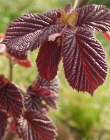 Hazelnuss Roter Zeller