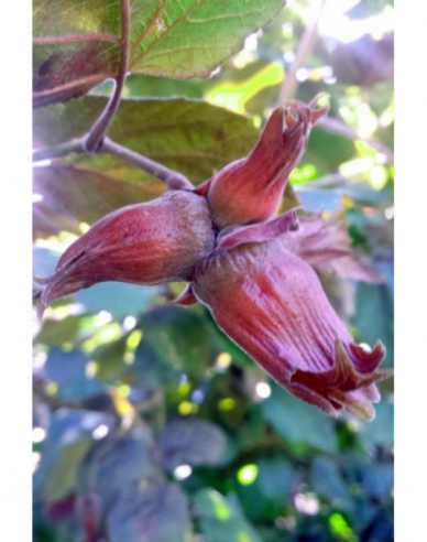 Hazelnuss Roter Zeller