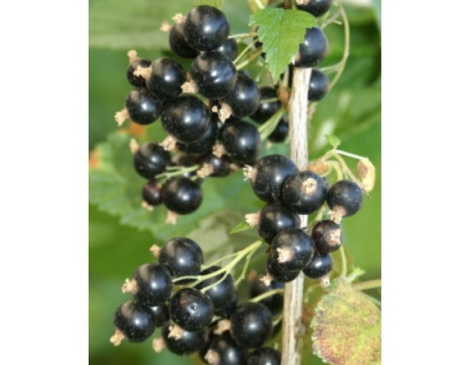 Schwarze Johannisbeere Eva, Hochstämmchen, wurzelnackt