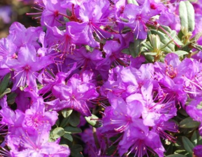 Rhododendron Blau Silber