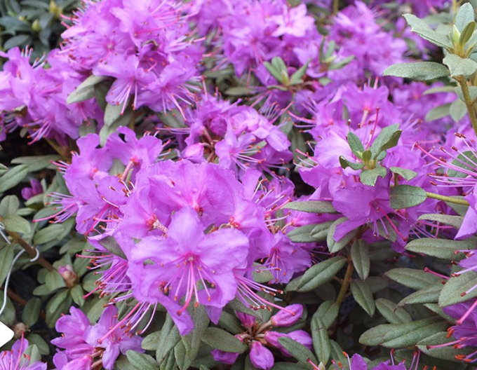 Rhododendron Blau Silber