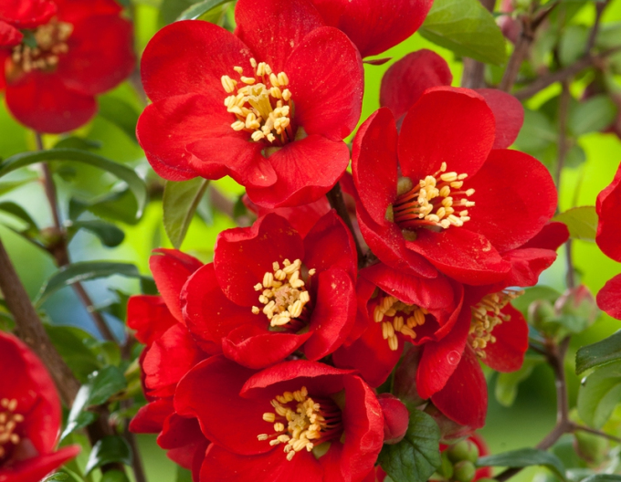 Dulovec (Chaenomeles x superba)