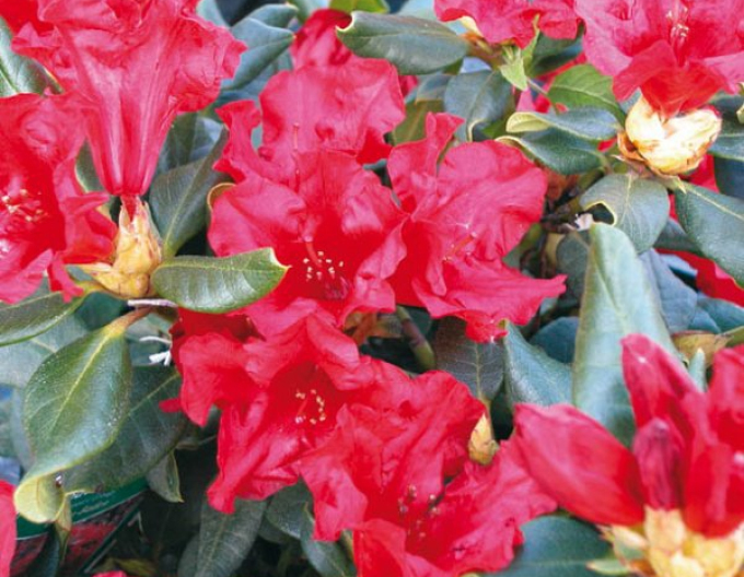 Rhododendron Baden Baden