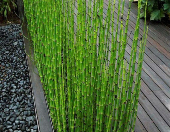 Japanischer Schachtelhalm