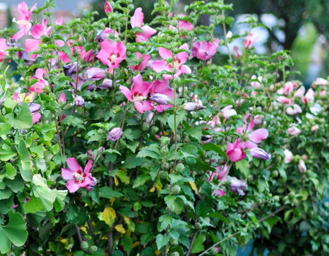 Hibiscus syriacus (Hibiscus syriacus)