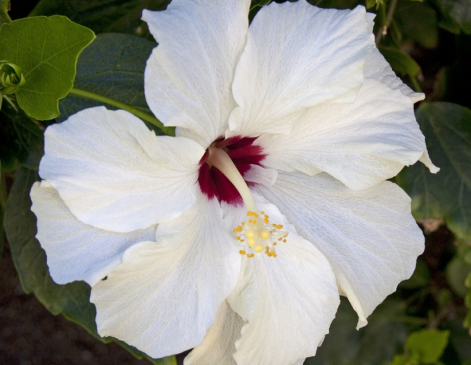 Hibiskus (Hibiskus weiß)