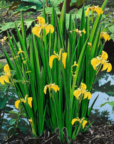 Iris gelb Variegata