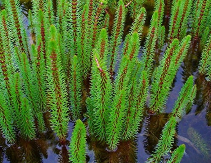 Gemeines Tannenwedel